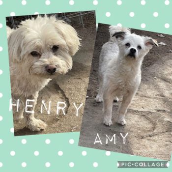 Henry En Amy